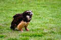 Free Spectacled Owl 8 Royalty Free Stock Photography - 2643037