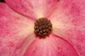 Free Macro Of A Magnolia Royalty Free Stock Images - 2647399