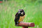 Free Spectacled Owl 1 Royalty Free Stock Photos - 2642938