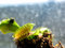 Free Venus Flytrap Stock Images - 2649014