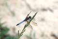 Free Dragon Fly Royalty Free Stock Images - 2651749