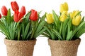 Free Artificial Tulip Royalty Free Stock Photography - 2655377