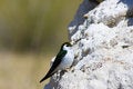 Free Tufa Formations At Mono Lake Royalty Free Stock Photos - 2659798