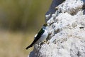 Free Tufa Formations At Mono Lake Royalty Free Stock Images - 2659799
