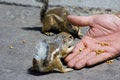 Free Feeding Domesticated Chipmunks Stock Images - 2659954