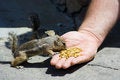 Free Feeding Domesticated Chipmunks Royalty Free Stock Image - 2659956