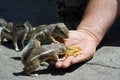 Free Feeding Domesticated Chipmunks Royalty Free Stock Photos - 2659958