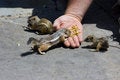 Free Feeding Domesticated Chipmunks Stock Photo - 2659990