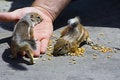 Free Feeding Domesticated Chipmunks Stock Photography - 2659992