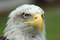 Free Genuine American Wild Eagle Royalty Free Stock Photography - 2657327