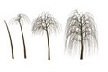 Free Plant Cycle Royalty Free Stock Photography - 2663177