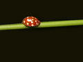 Free Ladybug Stock Images - 2664604