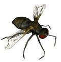 Free House Fly Stock Images - 2665494
