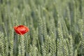 Free Poppy And Corn Filed Royalty Free Stock Photos - 2669888