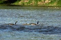 Free Family Of Canada Geese Royalty Free Stock Photos - 2670288