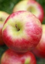 Free Royal Gala Apples Royalty Free Stock Photos - 2672398