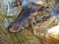 Free Crocodile Stock Images - 2673884