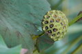 Free Lotus Seed In The Pond Stock Image - 2674131