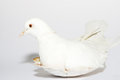 Free White Dove Stock Photo - 2674290