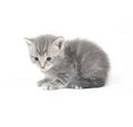 Free Gray Kitten Looking Down Royalty Free Stock Photography - 2676317