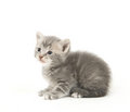 Free Gray Kitten Looking Up Stock Image - 2676321