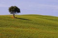 Free Landscape,Tuscany Stock Image - 2678931