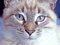 Free Cat Face Royalty Free Stock Photography - 2671097