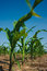 Free Corn Field Growing Royalty Free Stock Photography - 2671177