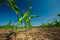 Free Corn Field Growing Royalty Free Stock Photo - 2671355