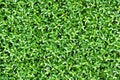 Free Artificial Tiny Green Leaves Texture Royalty Free Stock Photography - 26731047