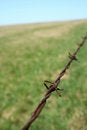 Free Rusty Barbed Wire In The Field Royalty Free Stock Images - 2684049