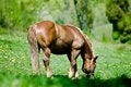 Free Horse At The Meadow Stock Photos - 2685023