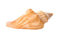 Free Seashell Isolated Royalty Free Stock Photos - 2687558