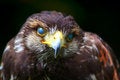 Free Red Tailed Hawk Royalty Free Stock Image - 2688366