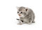 Free Gray Kitten Stock Images - 2683114