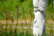 Free Tourist Leg At The Meadow Royalty Free Stock Photo - 2685025