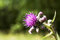 Free Prickly Thistle Royalty Free Stock Photo - 2688635