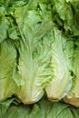 Free Lettuce Stock Photography - 26863652