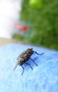 Free Fly Stock Photos - 2692203
