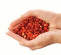 Free Handful Of Strawberries Stock Photography - 2696892