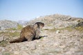 Free Hoary Marmot Royalty Free Stock Images - 2699309