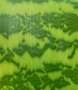 Free Striped Leaf Background Royalty Free Stock Image - 2699446