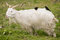 Free Two Birds Perched On A Goat Royalty Free Stock Photography - 2698077