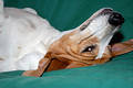Free Beagle 11 Stock Photos - 270233