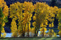 Free Autumn Trees In Front Of Blue River Stock Photo - 270820