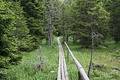 Free Wooden Path Royalty Free Stock Photography - 271447