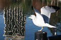 Free Ready For Flight Stock Images - 272754