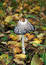 Free Shaggy Mane Wild Mushroom 3 Royalty Free Stock Photo - 270235