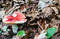 Free Red Cap Mushroom Royalty Free Stock Images - 271289