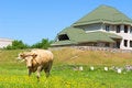 Free Bull In Front Of A House Stock Photo - 2700500